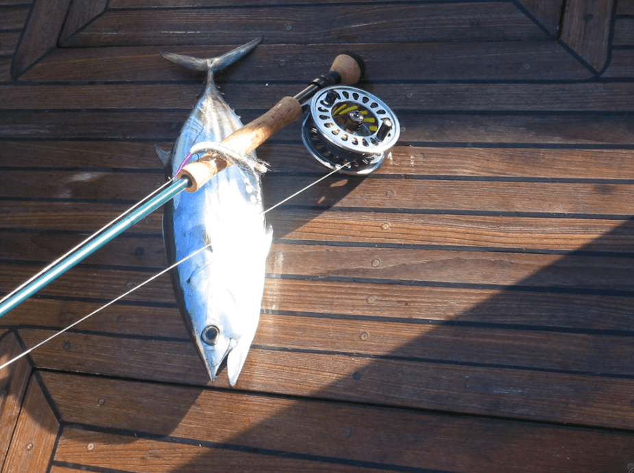 Skipjack